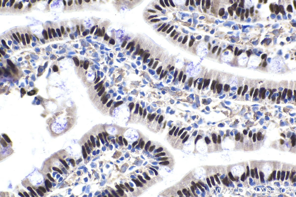 Immunohistochemical analysis of paraffin-embedded rat small intestine tissue slide using KHC1733 (HNF4G IHC Kit).