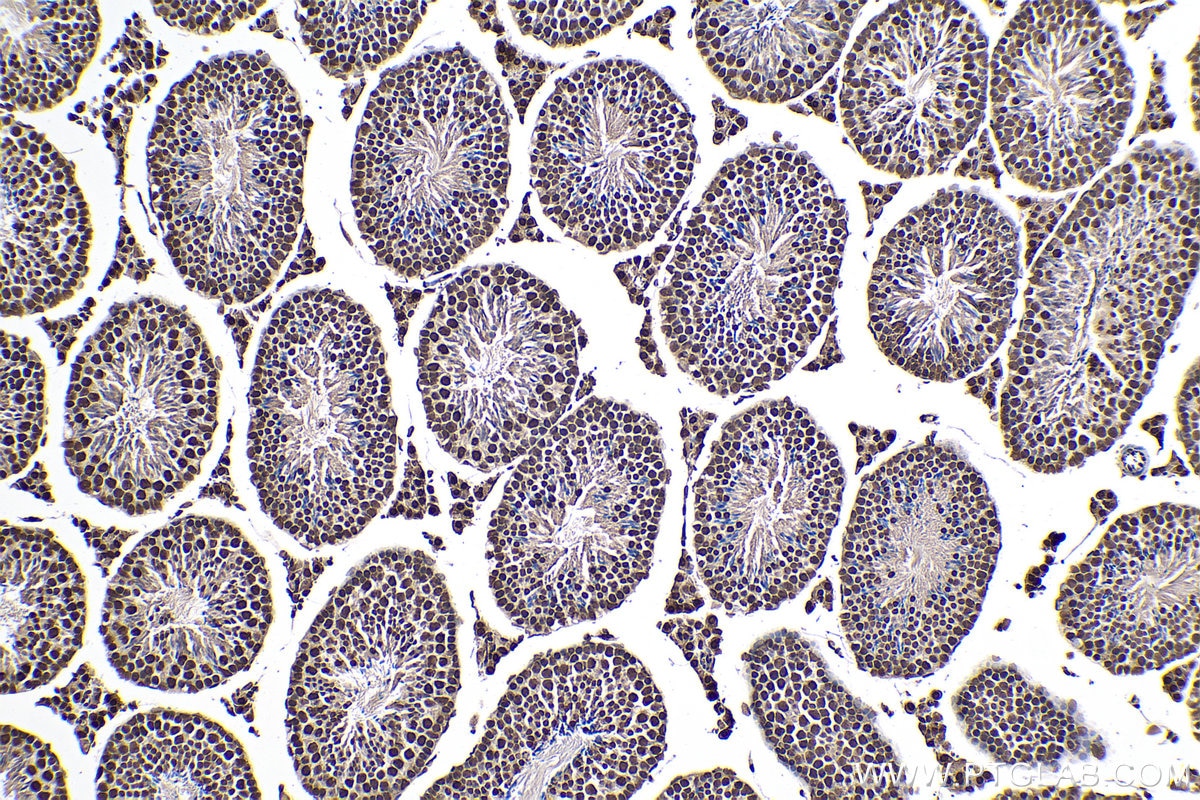 Immunohistochemical analysis of paraffin-embedded mouse testis tissue slide using KHC0163 (HNRNPA2B1 IHC Kit).