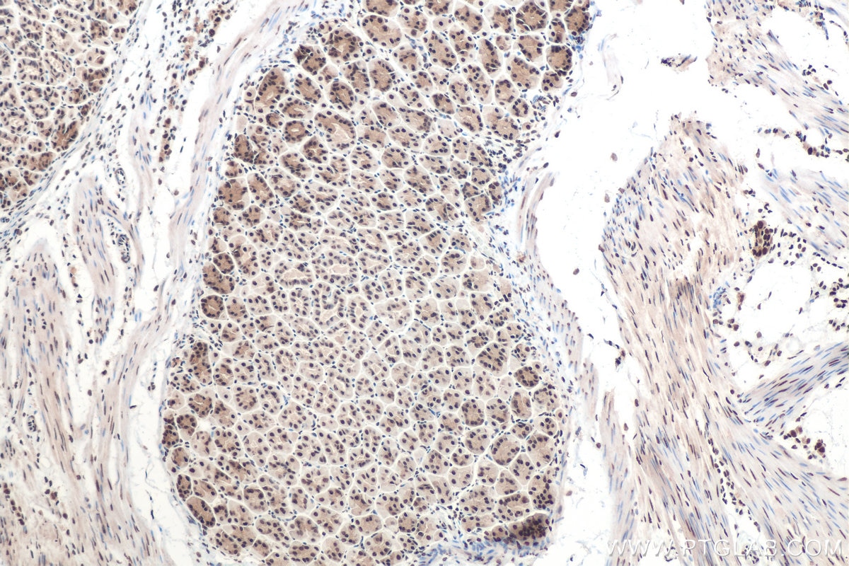 Immunohistochemical analysis of paraffin-embedded mouse stomach tissue slide using KHC0663 (HNRNPD IHC Kit).