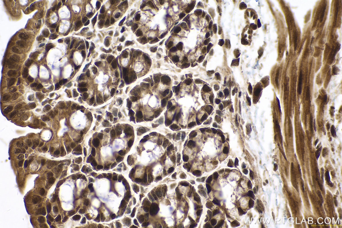 Immunohistochemical analysis of paraffin-embedded mouse colon tissue slide using KHC0669 (HNRNPU IHC Kit).
