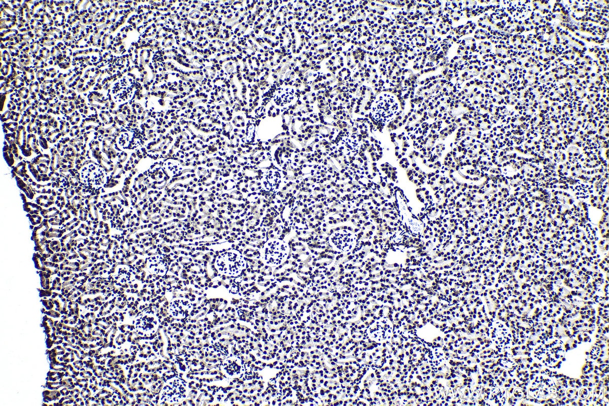 Immunohistochemical analysis of paraffin-embedded mouse kidney tissue slide using KHC1387 (HNRNPUL1 IHC Kit).