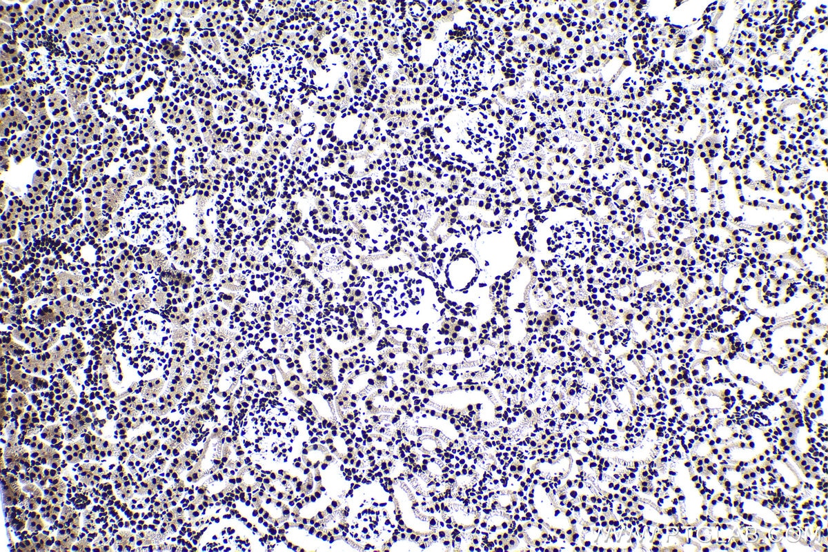 Immunohistochemical analysis of paraffin-embedded rat kidney tissue slide using KHC1387 (HNRNPUL1 IHC Kit).