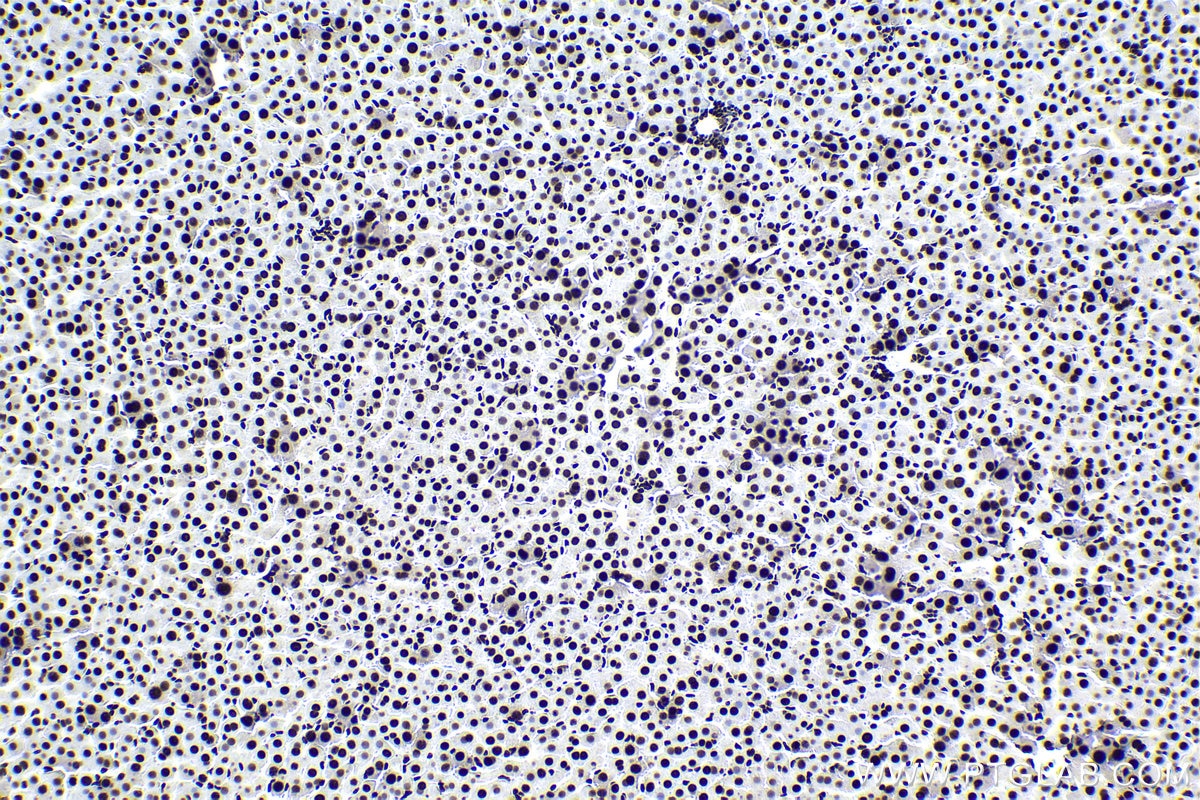 Immunohistochemical analysis of paraffin-embedded rat liver tissue slide using KHC1387 (HNRNPUL1 IHC Kit).
