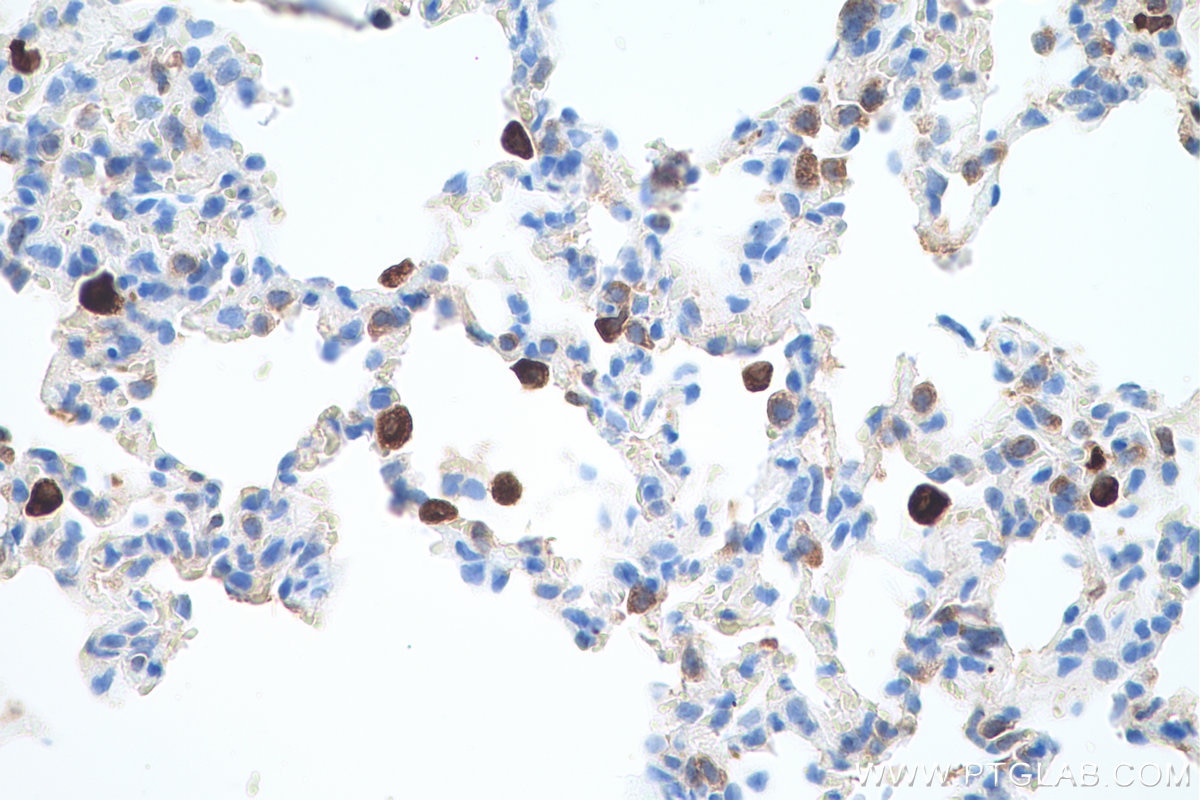 Immunohistochemical analysis of paraffin-embedded rat lung tissue slide using KHC0624 (HO-1/HMOX1 IHC Kit).