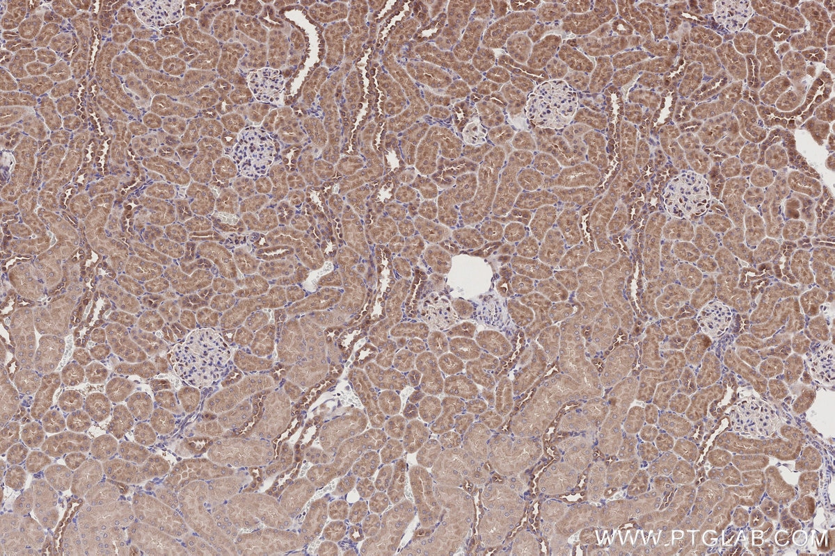Immunohistochemical analysis of paraffin-embedded rat kidney tissue slide using KHC2788 (HOOK2 IHC Kit).
