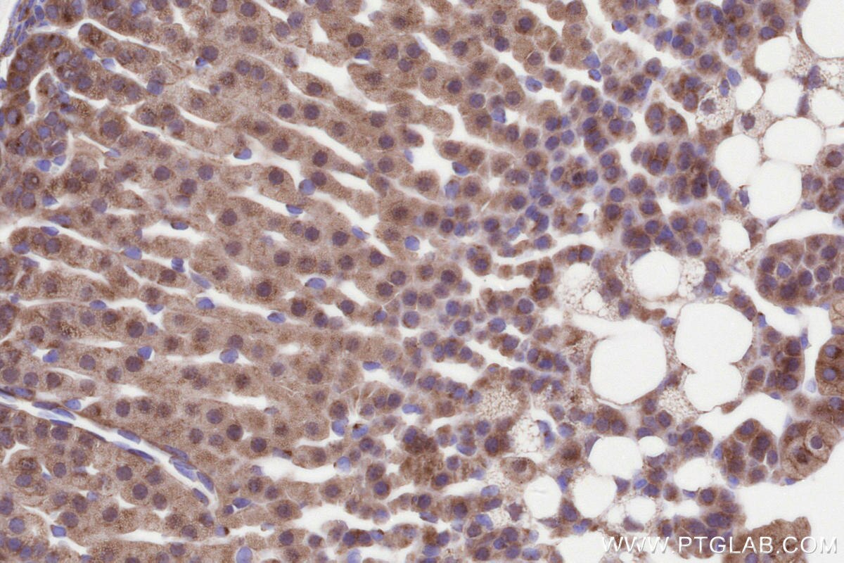 Immunohistochemical analysis of paraffin-embedded mouse adrenal gland tissue slide using KHC3286 (HSCB IHC Kit).