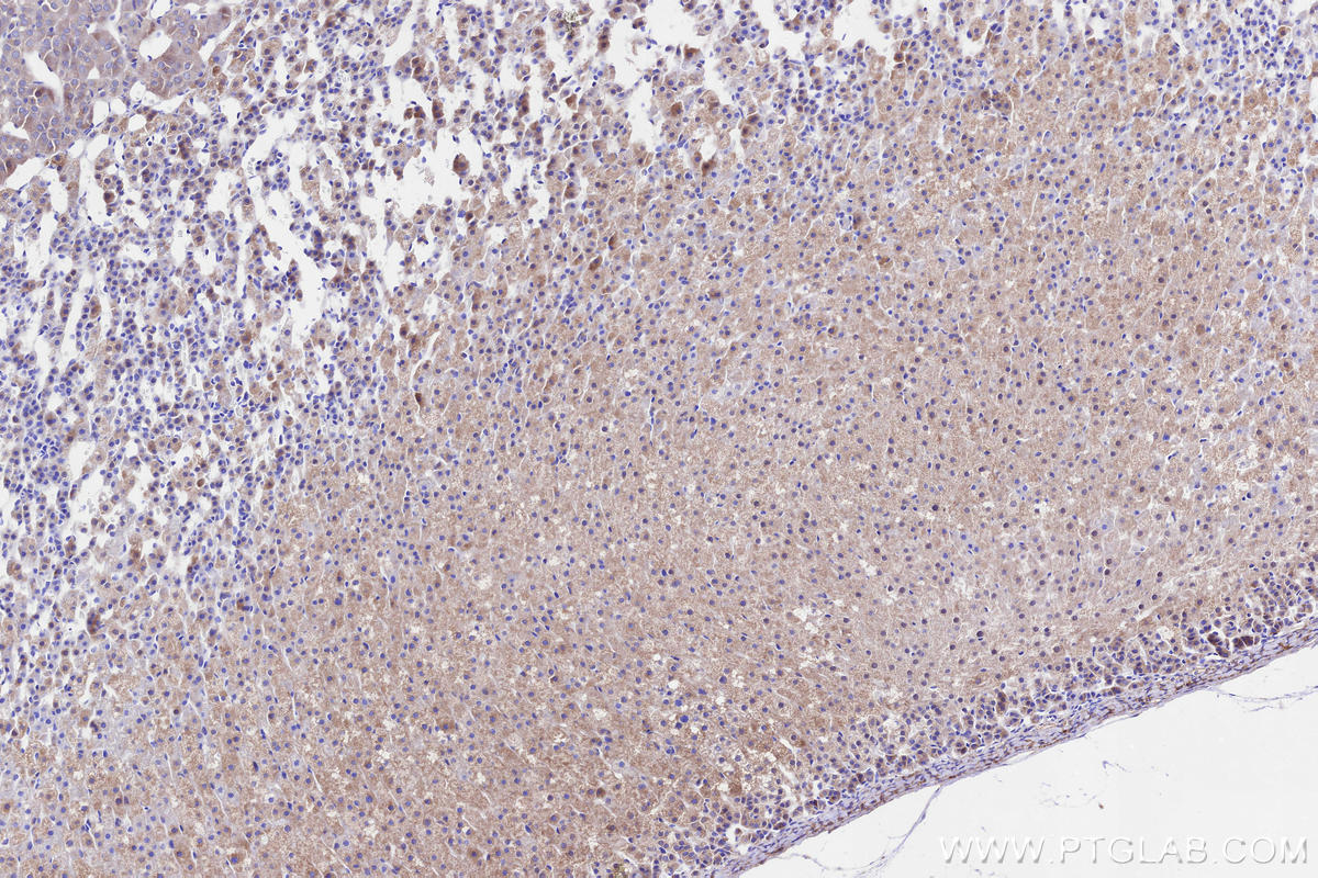 Immunohistochemical analysis of paraffin-embedded rat adrenal gland tissue slide using KHC3286 (HSCB IHC Kit).