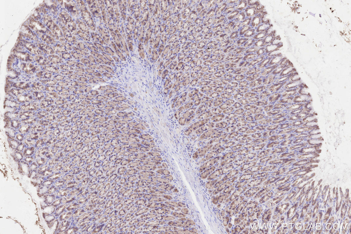 Immunohistochemical analysis of paraffin-embedded rat stomach tissue slide using KHC3286 (HSCB IHC Kit).