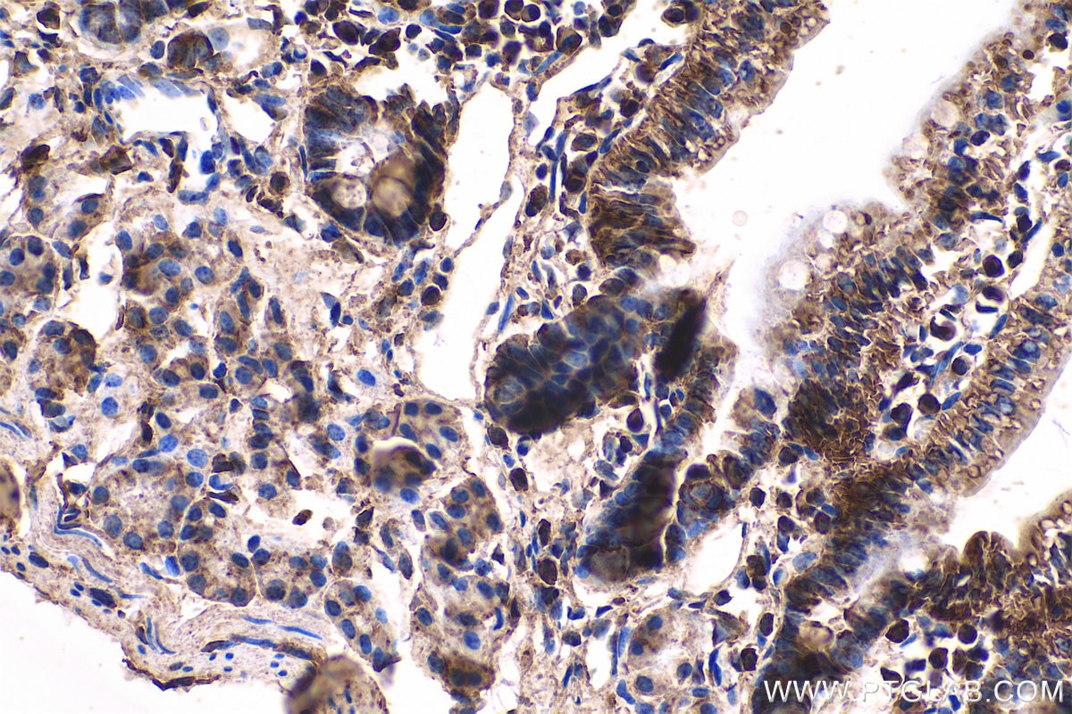 Immunohistochemical analysis of paraffin-embedded mouse small intestine tissue slide using KHC0564 (HSP90AB1 IHC Kit).