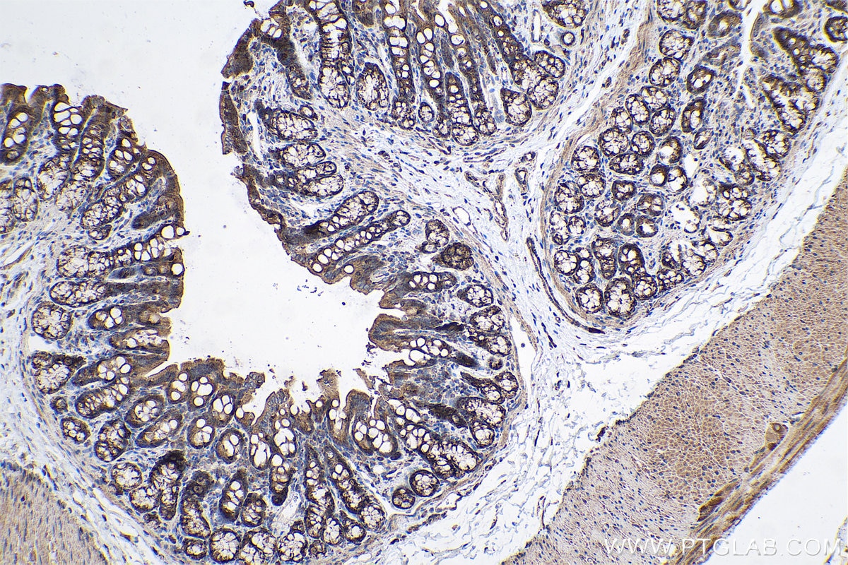 Immunohistochemical analysis of paraffin-embedded rat colon tissue slide using KHC0626 (HSPA13 IHC Kit).