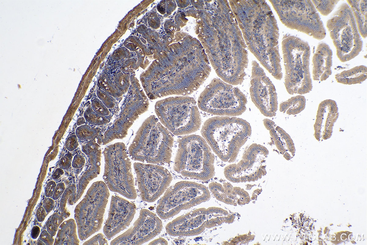 Immunohistochemical analysis of paraffin-embedded mouse small intestine tissue slide using KHC0626 (HSPA13 IHC Kit).