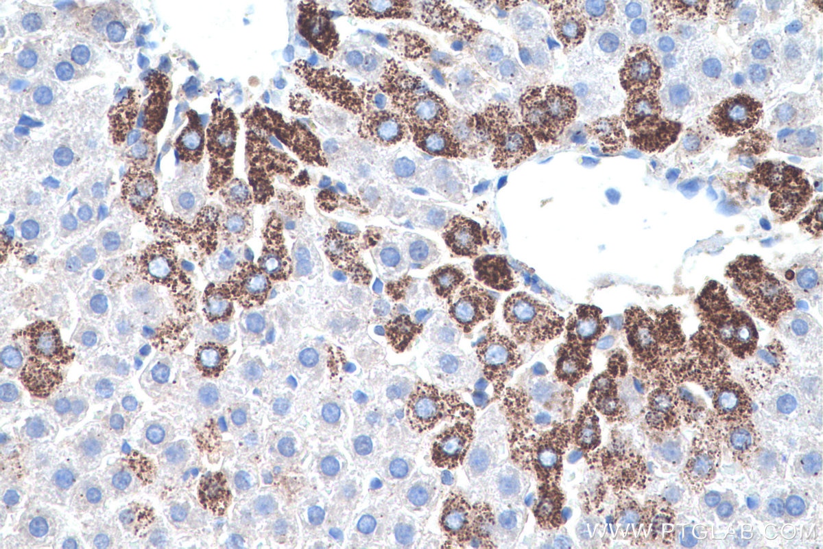 Immunohistochemical analysis of paraffin-embedded rat liver tissue slide using KHC0505 (HSPD1 IHC Kit).