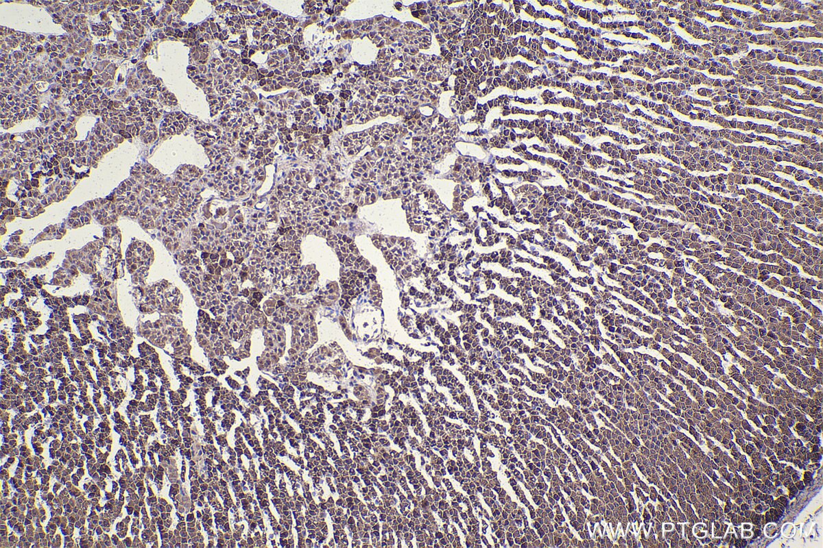 Immunohistochemical analysis of paraffin-embedded rat adrenal gland tissue slide using KHC2340 (HSP10 IHC Kit).