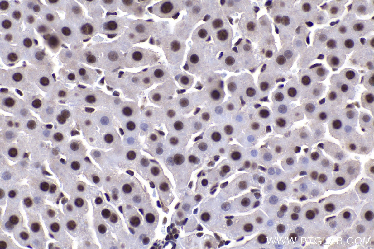 Immunohistochemical analysis of paraffin-embedded rat liver tissue slide using KHC1456 (HTATSF1 IHC Kit).