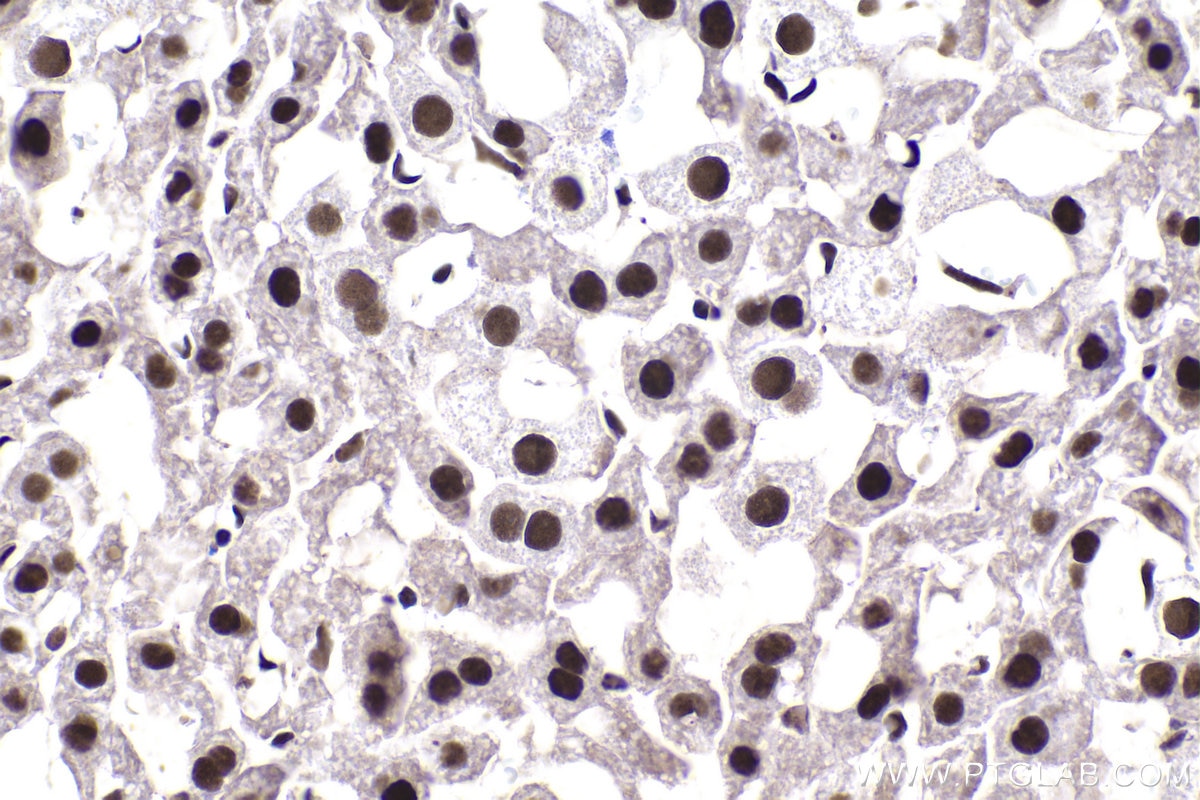 Immunohistochemical analysis of paraffin-embedded mouse liver tissue slide using KHC1456 (HTATSF1 IHC Kit).