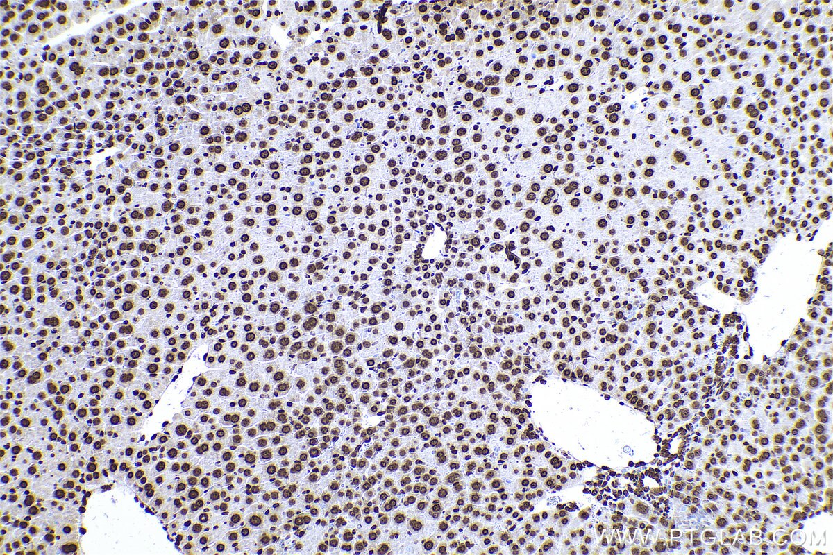 Immunohistochemical analysis of paraffin-embedded mouse liver tissue slide using KHC0594 (Histone H1.0 IHC Kit).