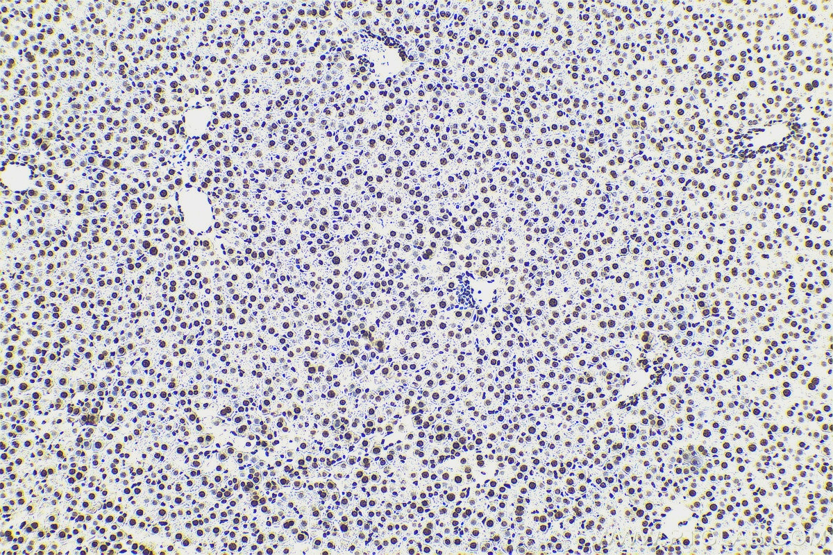 Immunohistochemical analysis of paraffin-embedded rat liver tissue slide using KHC0594 (Histone H1.0 IHC Kit).