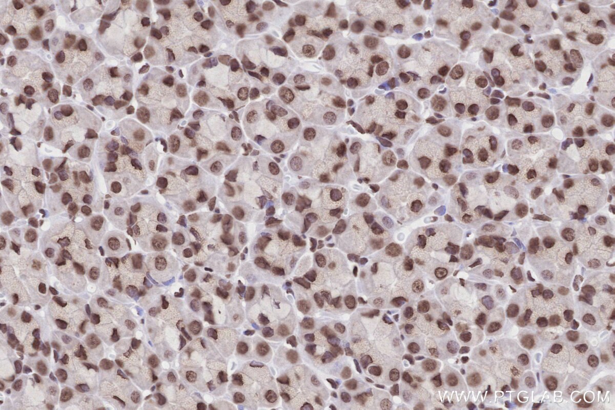 Immunohistochemical analysis of paraffin-embedded rat stomach tissue slide using KHC2823 (Histone H2A  IHC Kit).