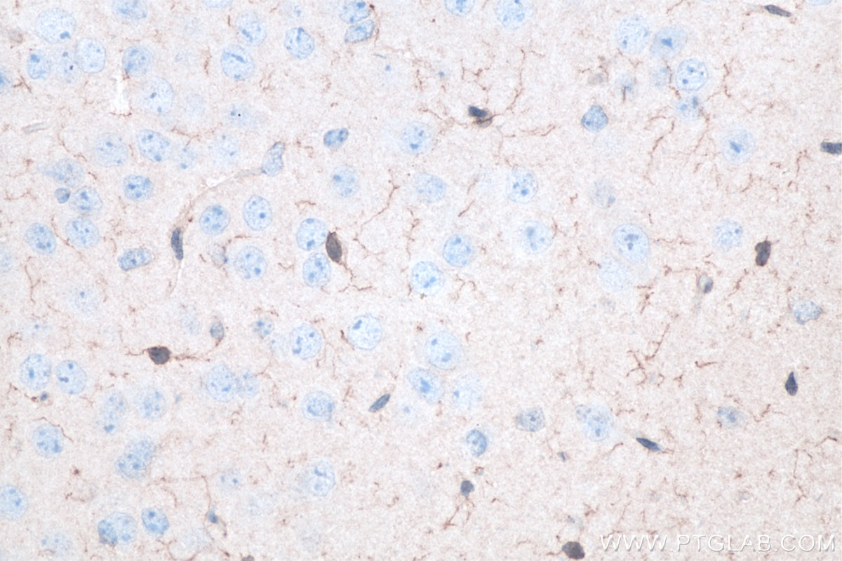 Immunohistochemical analysis of paraffin-embedded mouse brain tissue slide using KHC0056 (IBA1 IHC Kit).