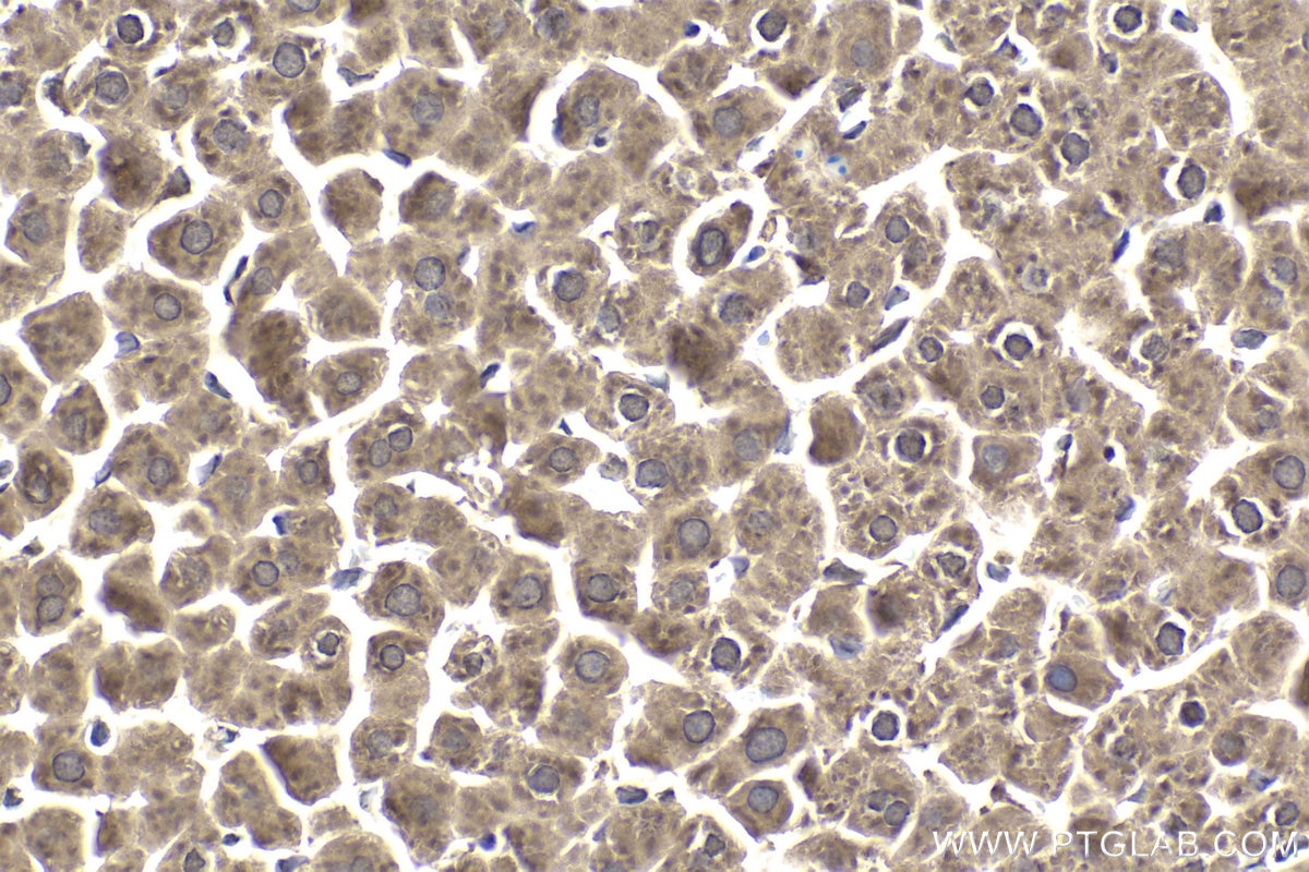 Immunohistochemical analysis of paraffin-embedded rat liver tissue slide using KHC1904 (IER2 IHC Kit).