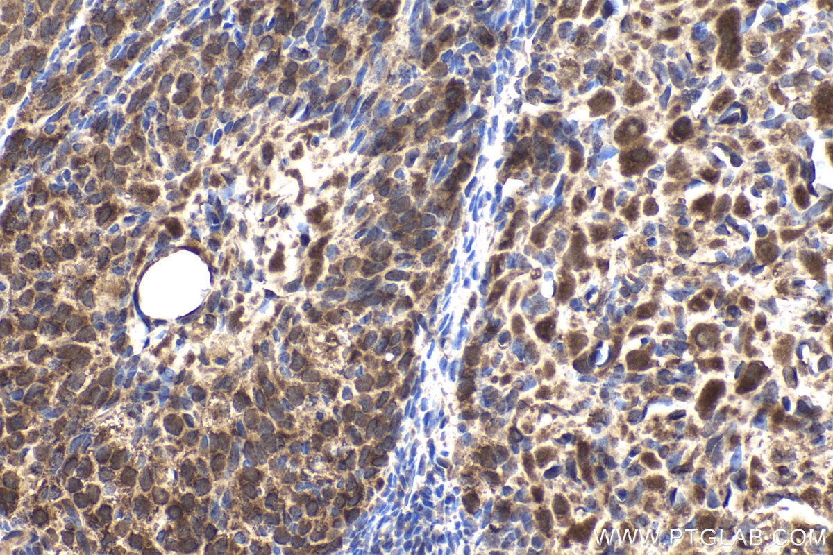 Immunohistochemical analysis of paraffin-embedded rat ovary tissue slide using KHC1904 (IER2 IHC Kit).