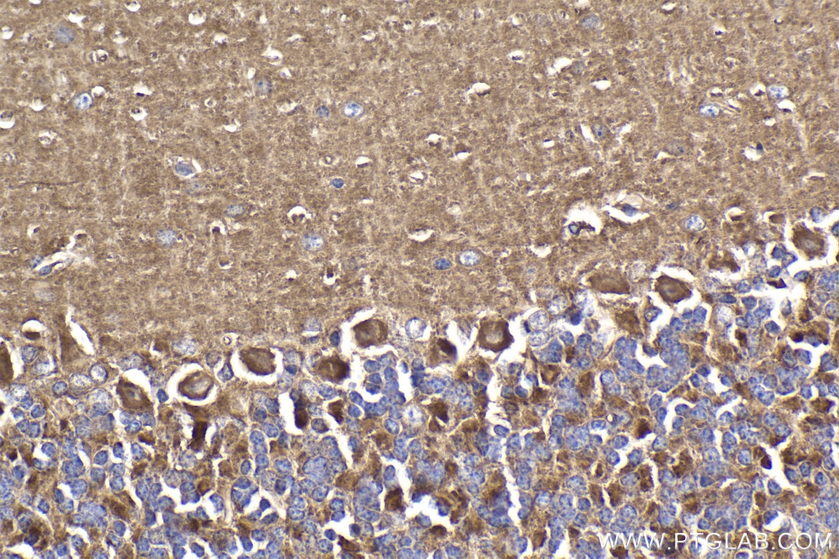 Immunohistochemical analysis of paraffin-embedded mouse cerebellum tissue slide using KHC1910 (IFIH1 IHC Kit).