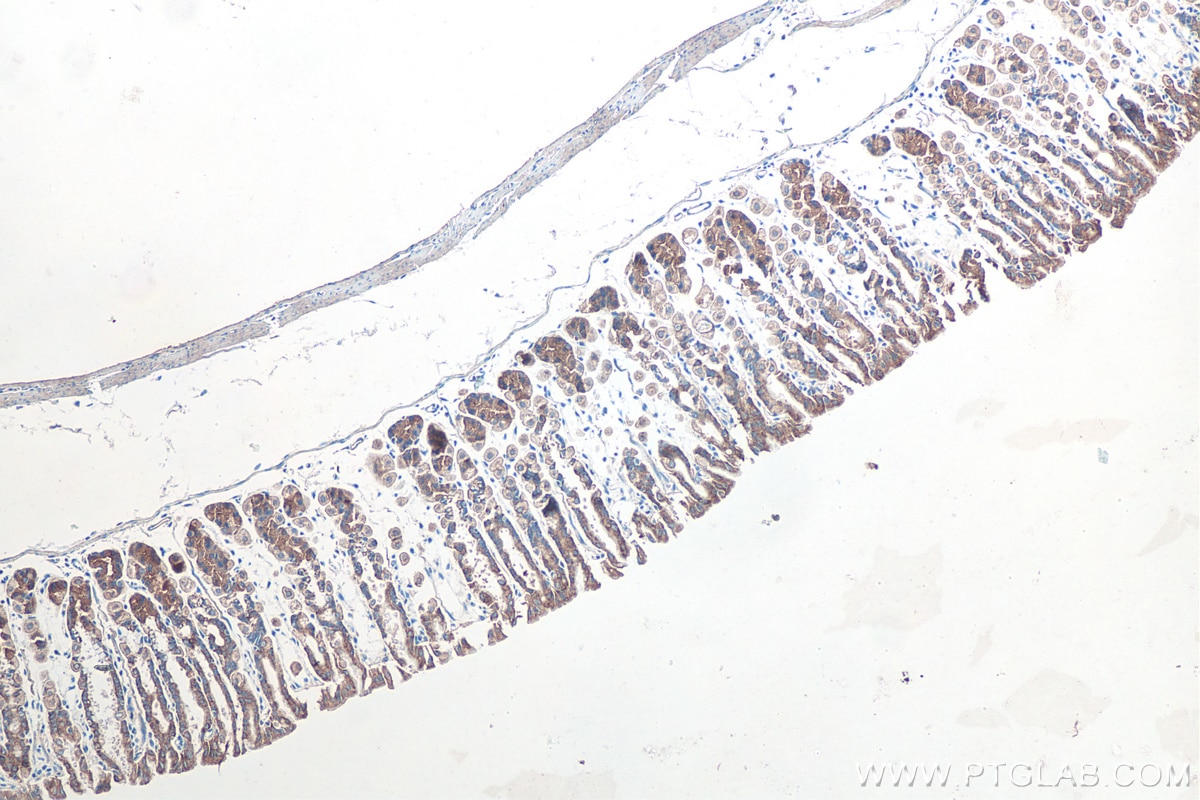 Immunohistochemical analysis of paraffin-embedded mouse stomach tissue slide using KHC0161 (IGF2BP2 IHC Kit).