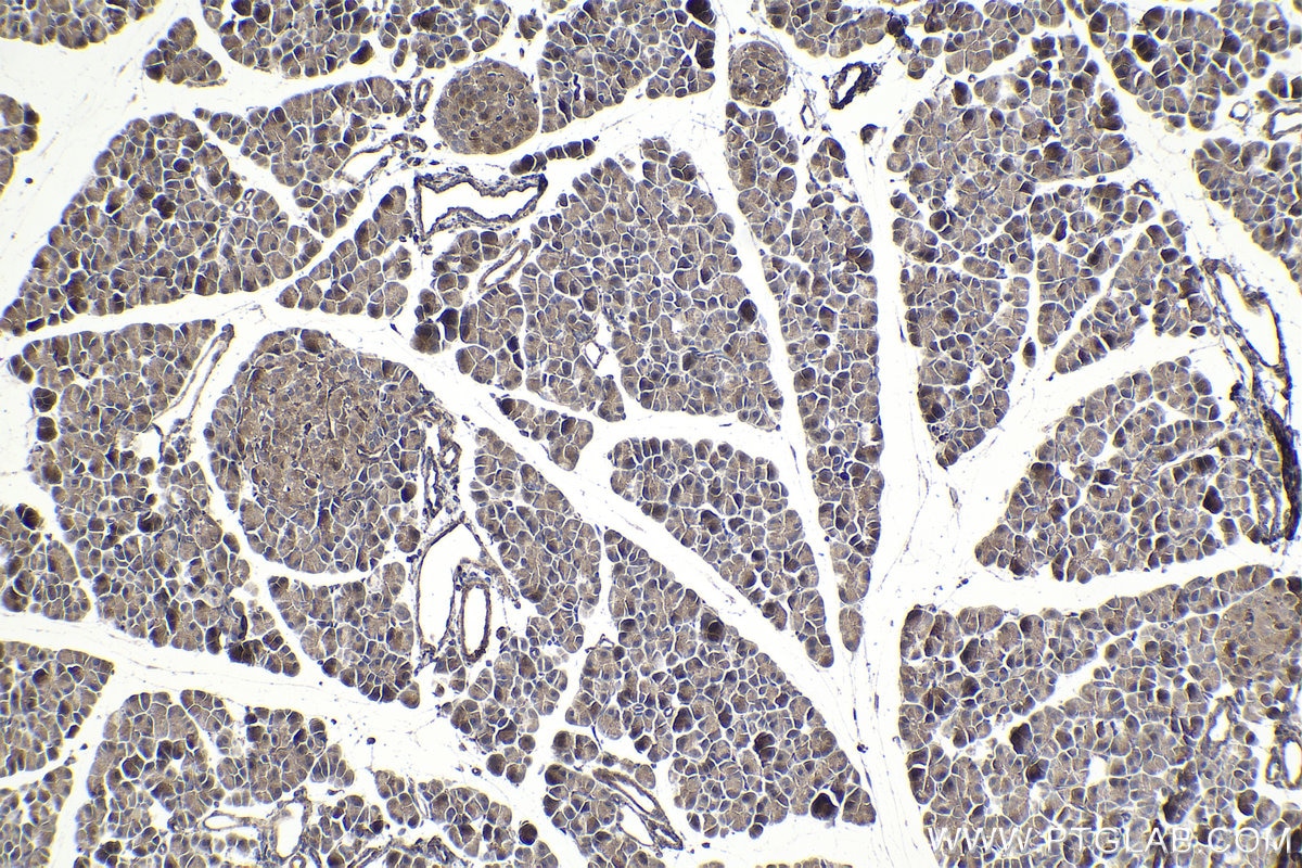 Immunohistochemical analysis of paraffin-embedded rat pancreas tissue slide using KHC1051 (IGFBP7 IHC Kit).