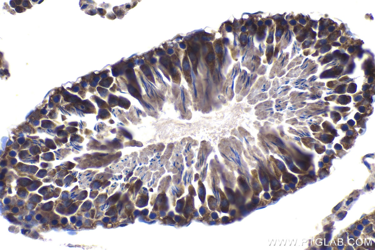 Immunohistochemical analysis of paraffin-embedded rat testis tissue slide using KHC1051 (IGFBP7 IHC Kit).