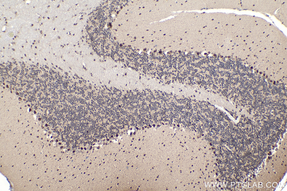 Immunohistochemical analysis of paraffin-embedded mouse cerebellum tissue slide using KHC1589 (IGHMBP2 IHC Kit).