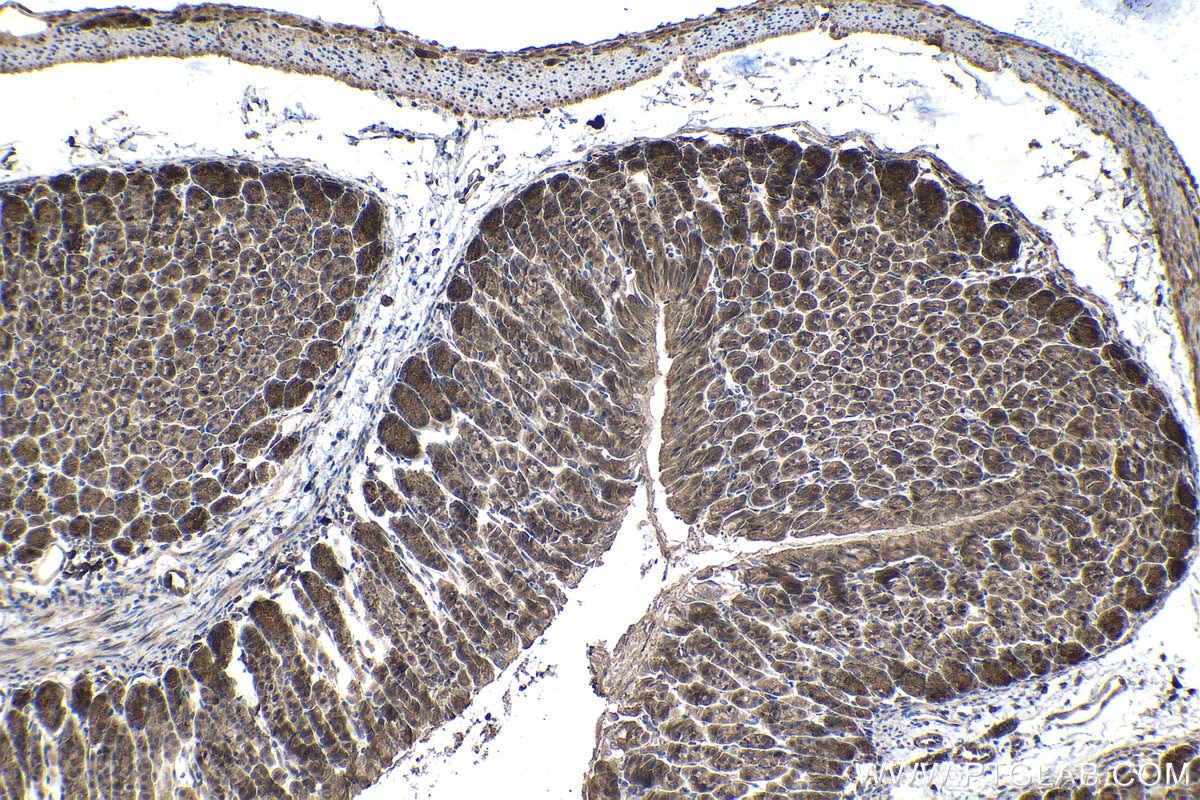 Immunohistochemical analysis of paraffin-embedded mouse stomach tissue slide using KHC1432 (IKBKB IHC Kit).