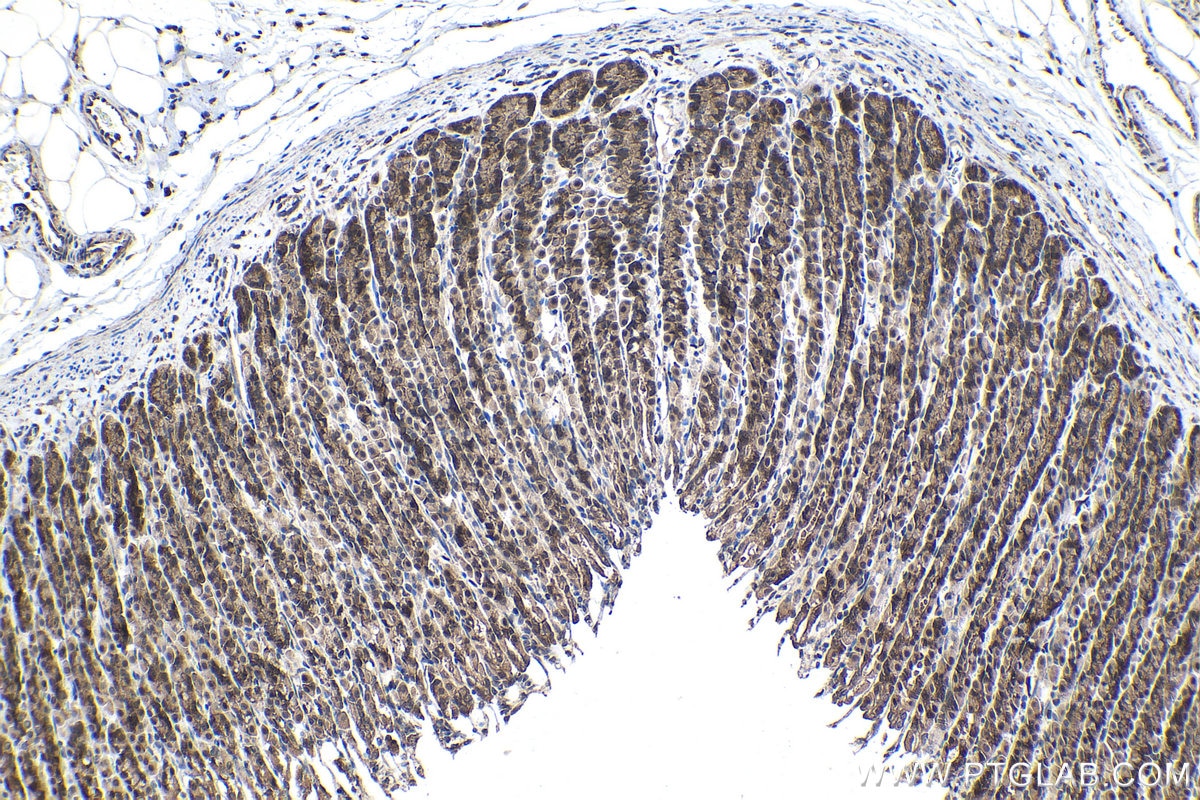 Immunohistochemical analysis of paraffin-embedded rat stomach tissue slide using KHC1432 (IKBKB IHC Kit).