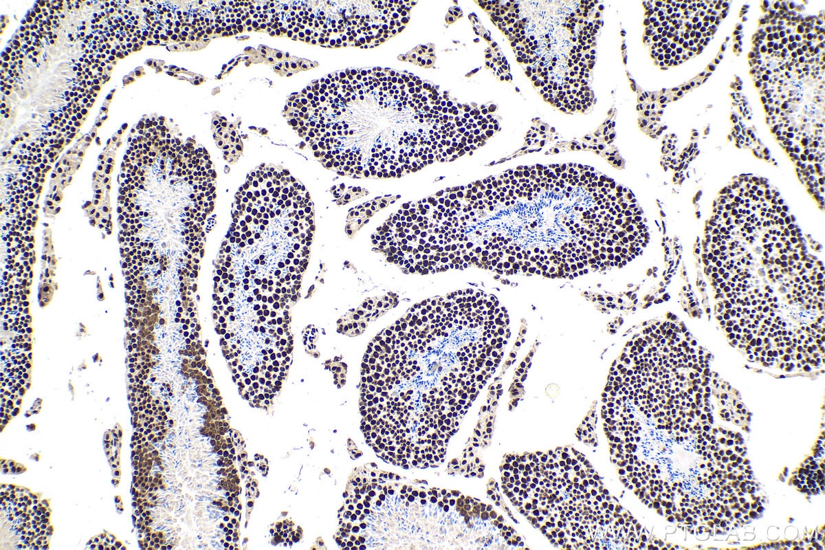 Immunohistochemical analysis of paraffin-embedded mouse testis tissue slide using KHC1695 (ILF3 IHC Kit).