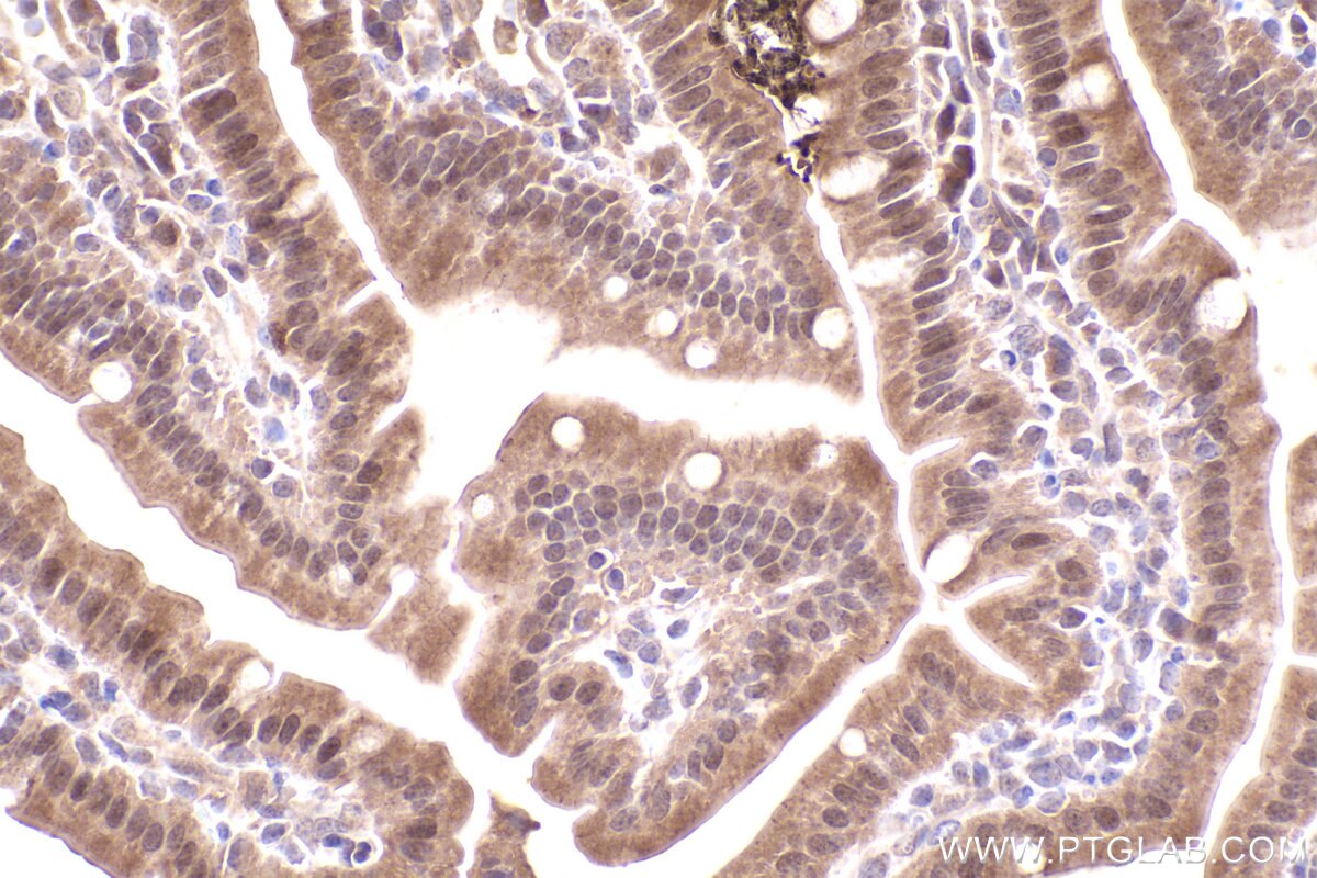 Immunohistochemical analysis of paraffin-embedded mouse small intestine tissue slide using KHC2404 (INCA1 IHC Kit).