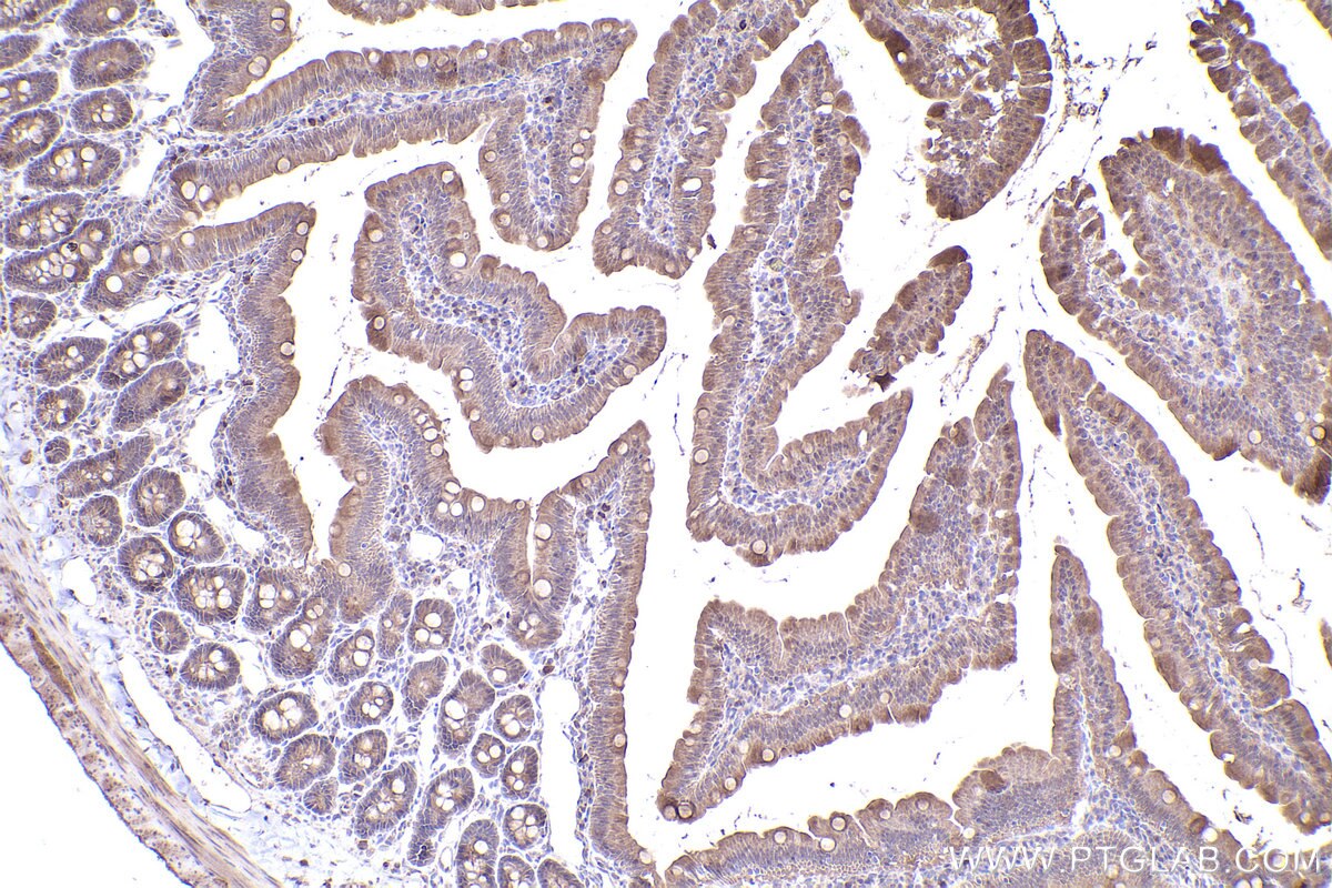 Immunohistochemical analysis of paraffin-embedded rat small intestine tissue slide using KHC2404 (INCA1 IHC Kit).