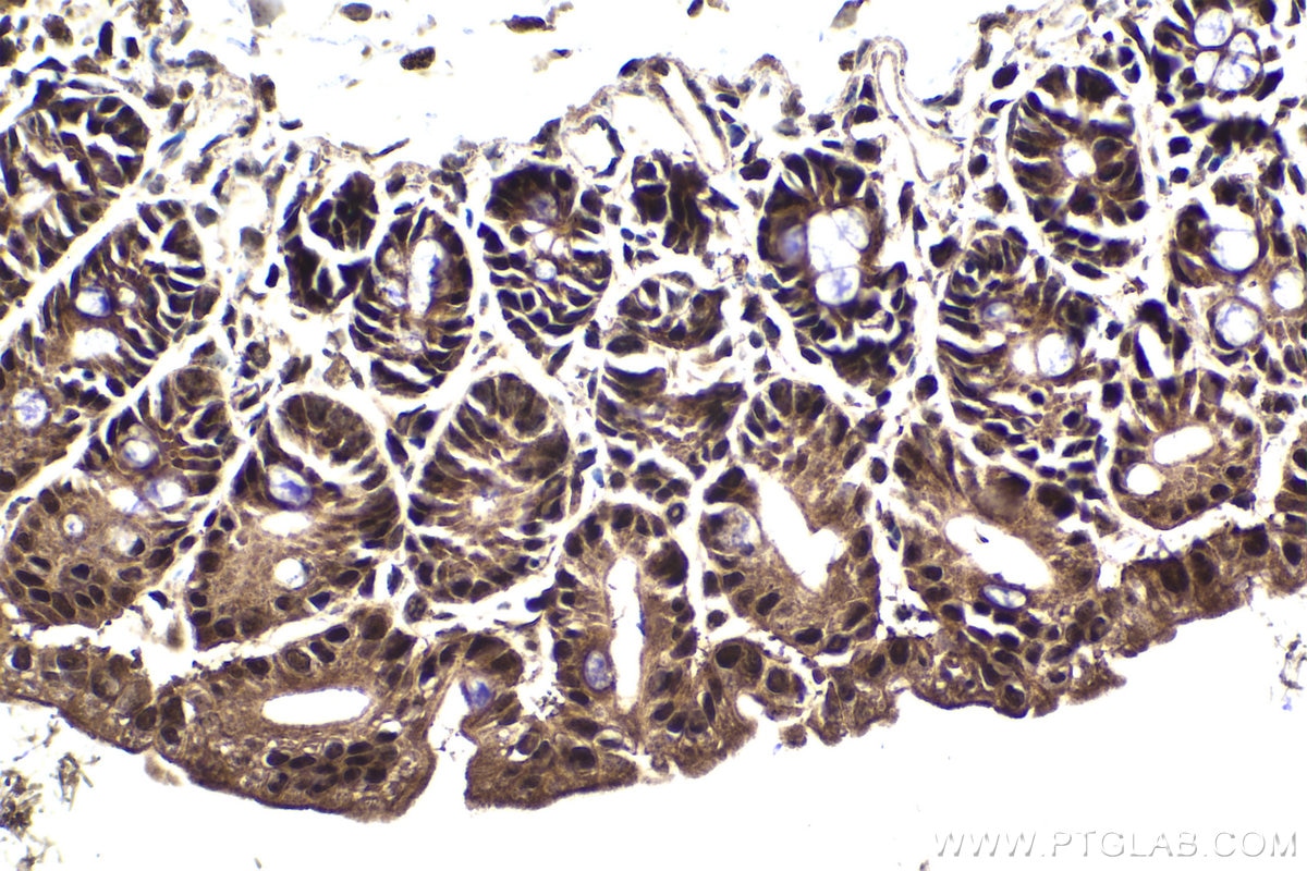 Immunohistochemical analysis of paraffin-embedded mouse small intestine tissue slide using KHC1922 (ING2 IHC Kit).