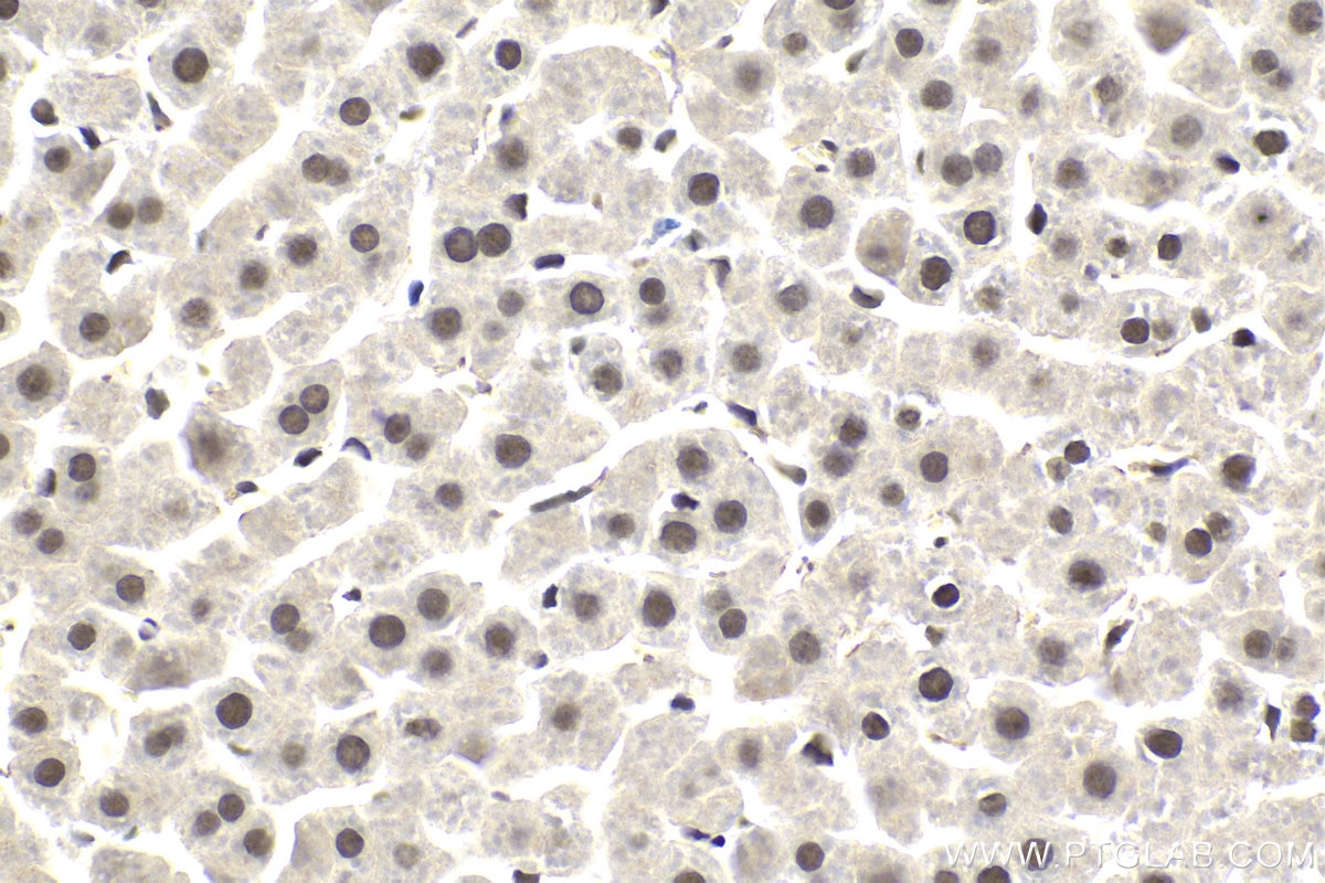 Immunohistochemical analysis of paraffin-embedded rat liver tissue slide using KHC2005 (ING4 IHC Kit).