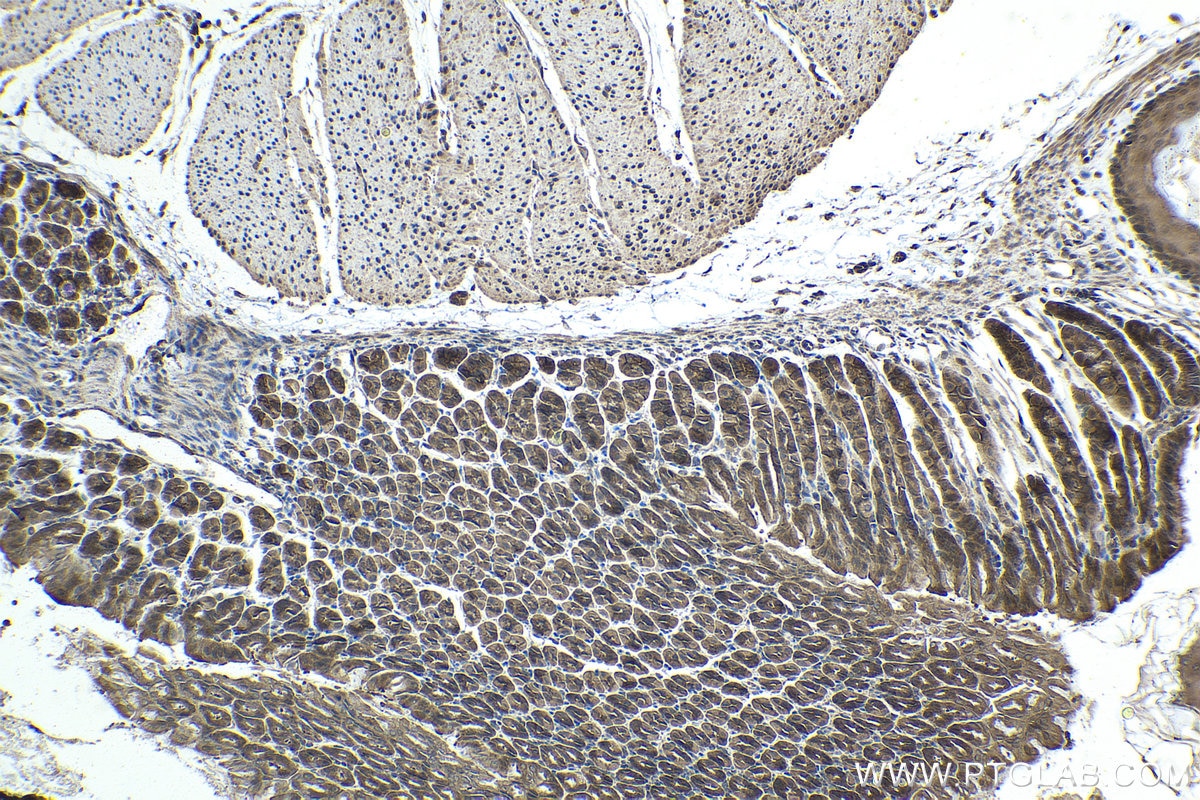 Immunohistochemical analysis of paraffin-embedded mouse stomach tissue slide using KHC1444 (INPPL1 IHC Kit).