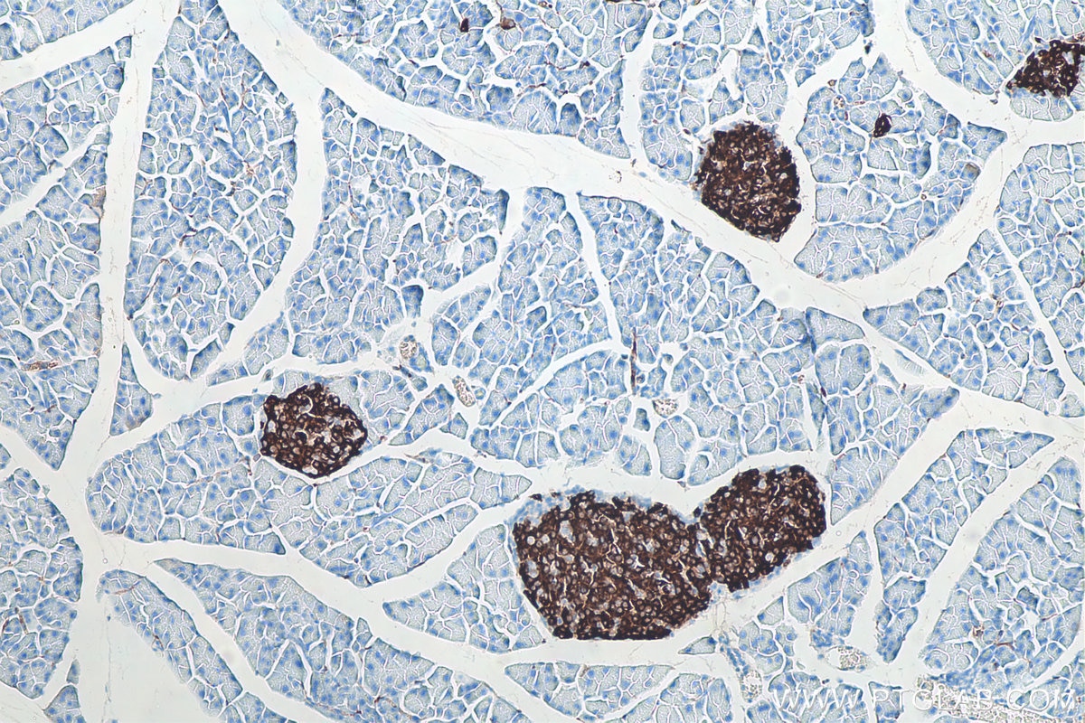 Immunohistochemical analysis of paraffin-embedded mouse pancreas tissue slide using KHC0004 (Insulin IHC Kit)