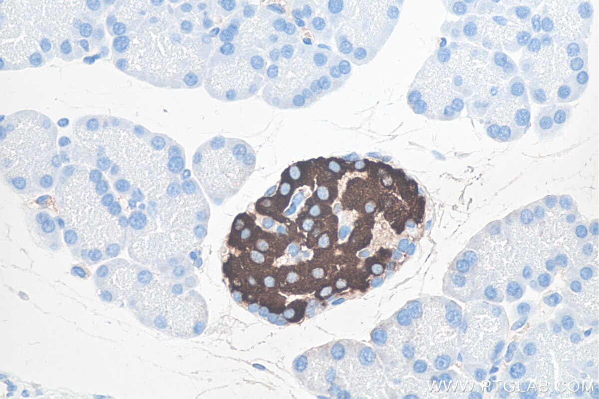 Immunohistochemical analysis of paraffin-embedded rat pancreas tissue slide using KHC0004 (Insulin IHC Kit).