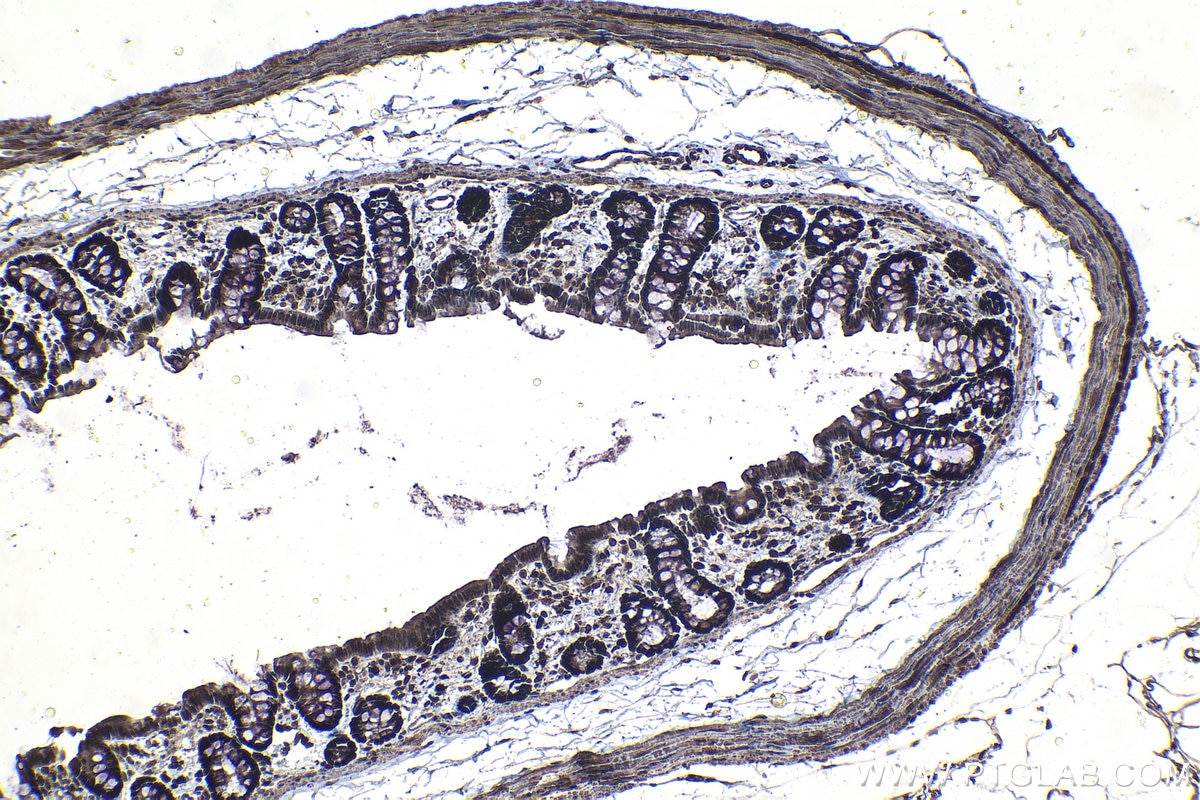 Immunohistochemical analysis of paraffin-embedded rat colon tissue slide using KHC1248 (IPO7 IHC Kit).