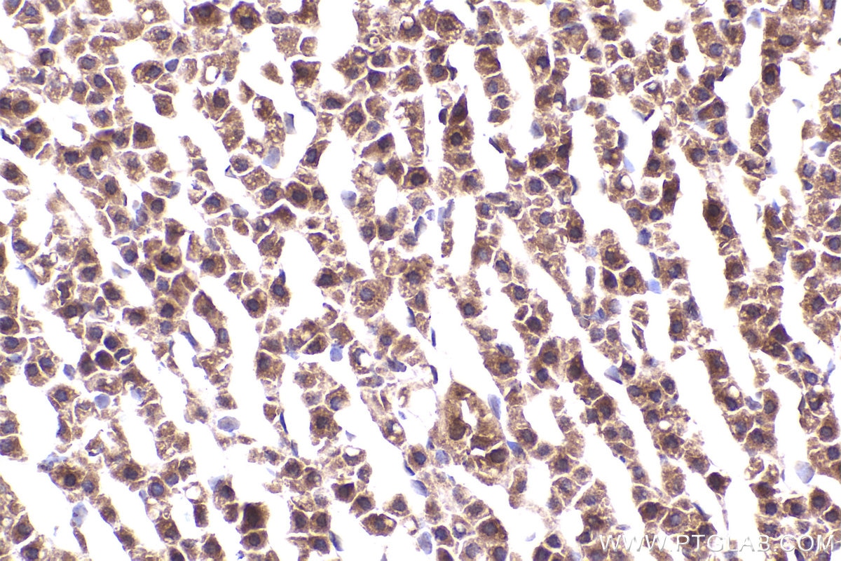 Immunohistochemical analysis of paraffin-embedded rat adrenal gland tissue slide using KHC2281 (IREB2 IHC Kit).