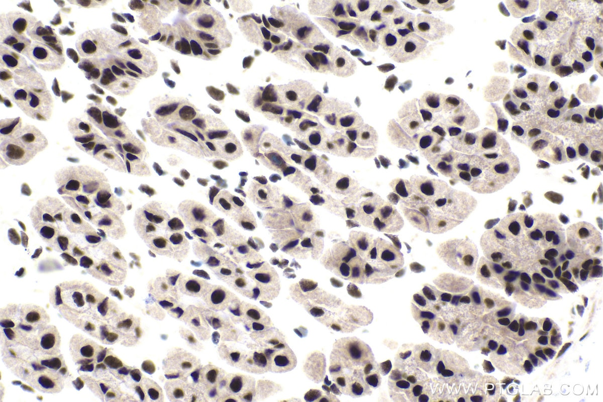 Immunohistochemical analysis of paraffin-embedded mouse stomach tissue slide using KHC1813 (IRF2BP1 IHC Kit).