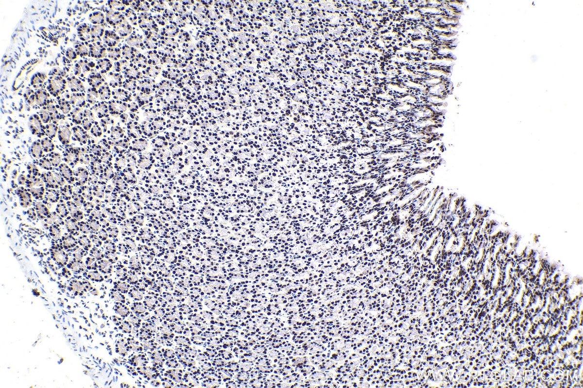 Immunohistochemical analysis of paraffin-embedded rat stomach tissue slide using KHC1813 (IRF2BP1 IHC Kit).