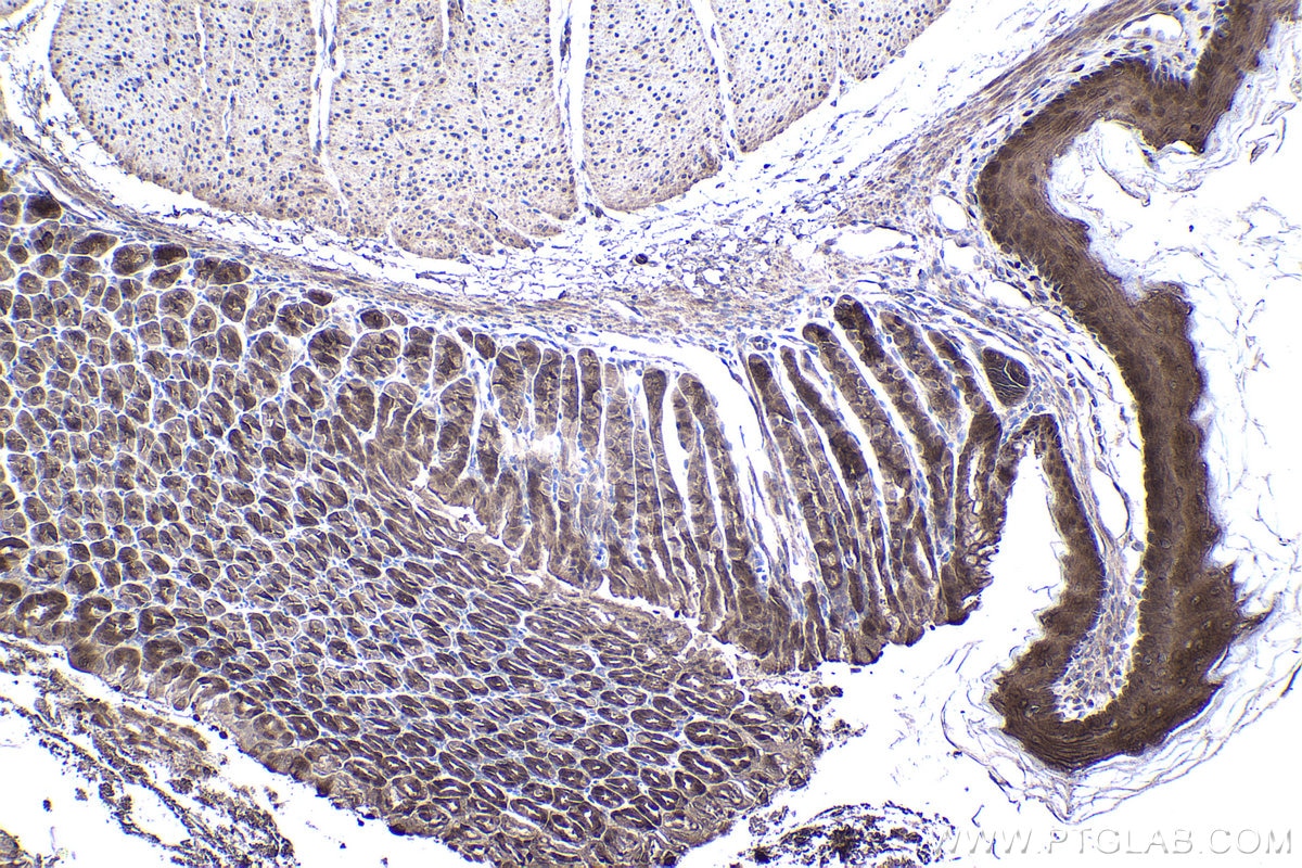 Immunohistochemical analysis of paraffin-embedded mouse stomach tissue slide using KHC1431 (IRF6 IHC Kit).