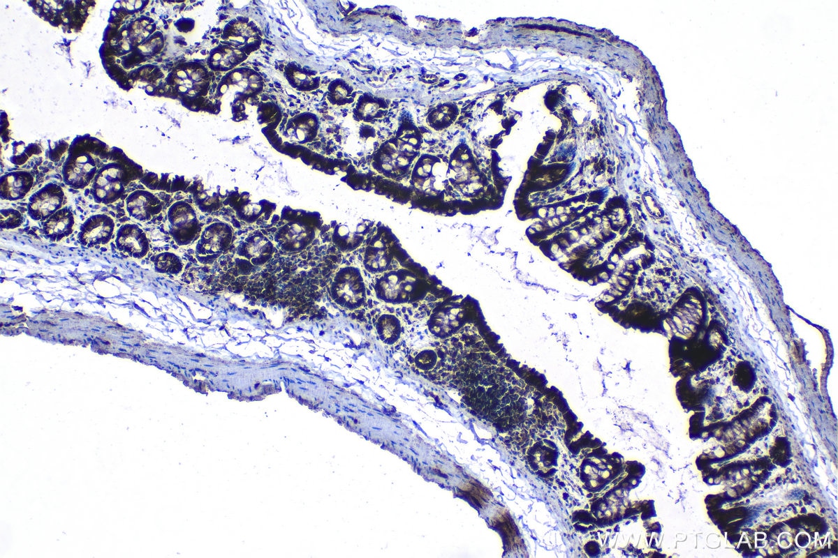 Immunohistochemical analysis of paraffin-embedded rat colon tissue slide using KHC1259 (ISCU IHC Kit).