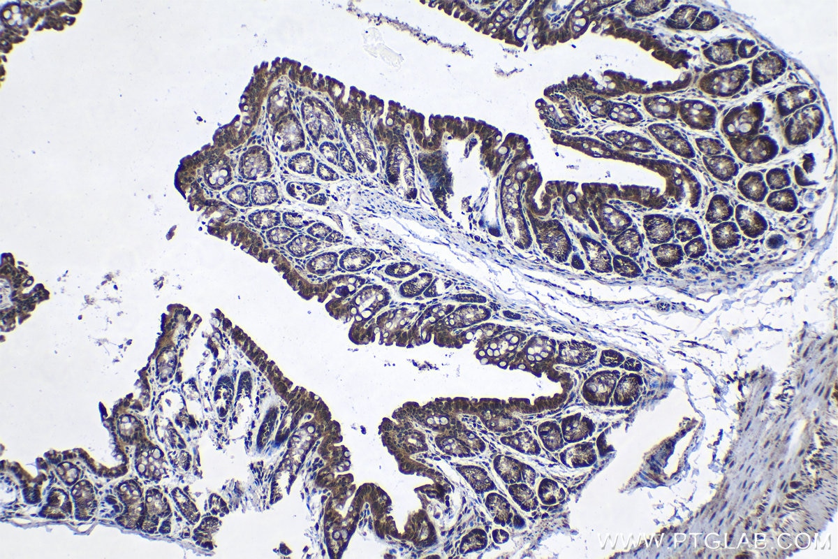 Immunohistochemical analysis of paraffin-embedded mouse colon tissue slide using KHC1259 (ISCU IHC Kit).