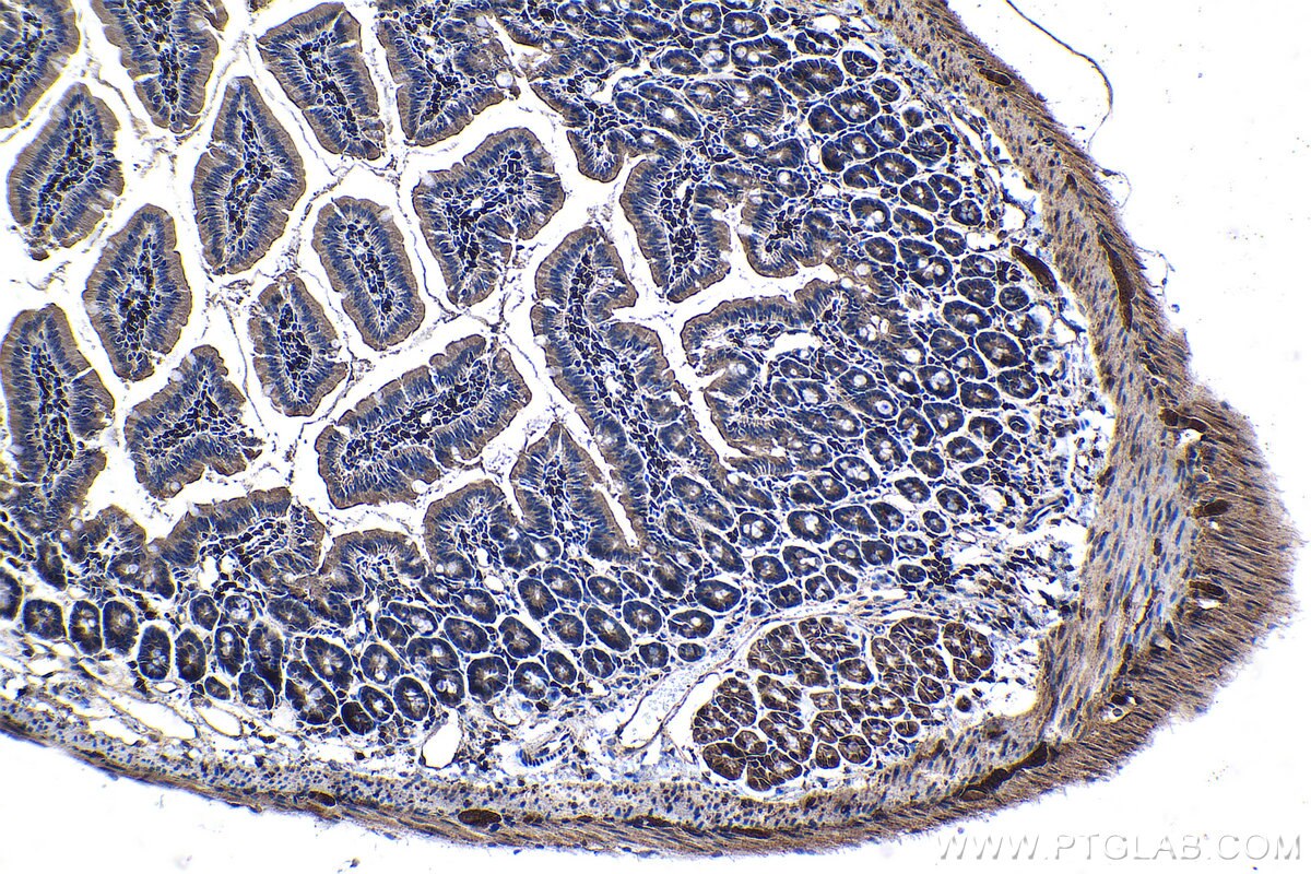 Immunohistochemical analysis of paraffin-embedded mouse small intestine tissue slide using KHC1342 (ISG20 IHC Kit).