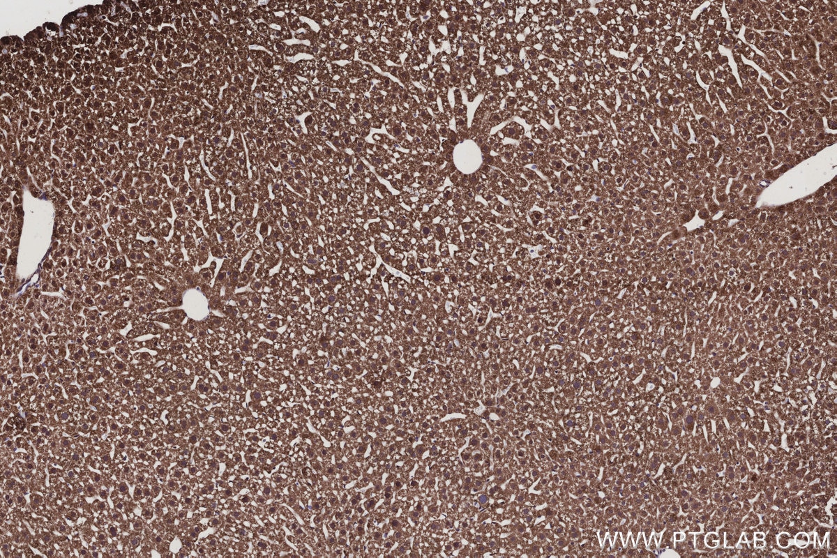 Immunohistochemical analysis of paraffin-embedded mouse liver tissue slide using KHC3129 (ISOC2 IHC Kit).