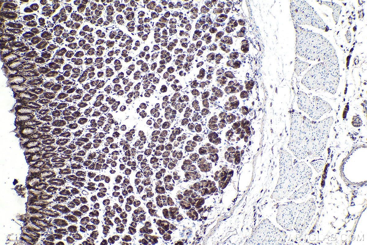 Immunohistochemical analysis of paraffin-embedded rat stomach tissue slide using KHC1875 (ITCH IHC Kit).